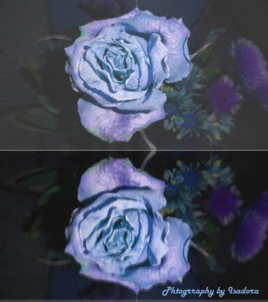 Blue Rose - signed  (568x640) copy