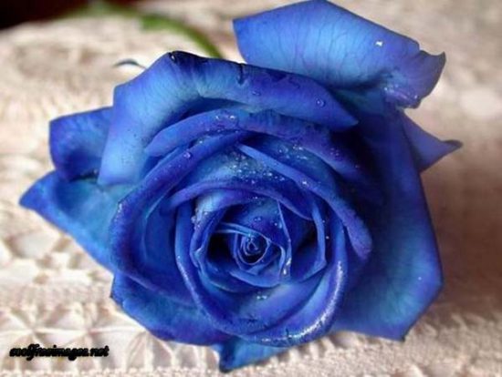 Rose - Blue