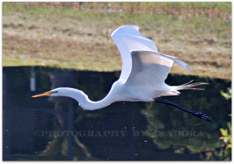 Flying Egret I.web