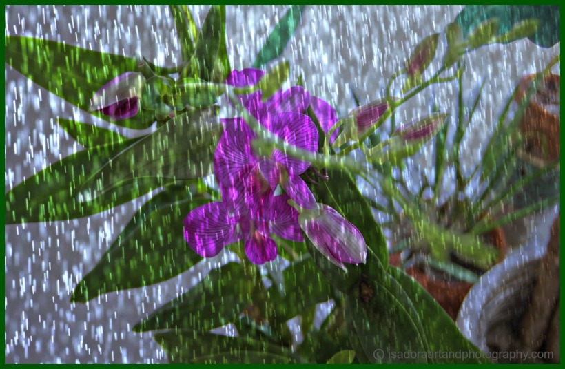 Orchids pink with rain.web