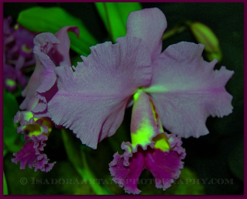 Purple Corsage orchid.web