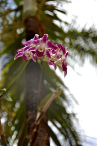 Flower - hazy orchid.web