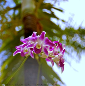 Orchid in Tree.web