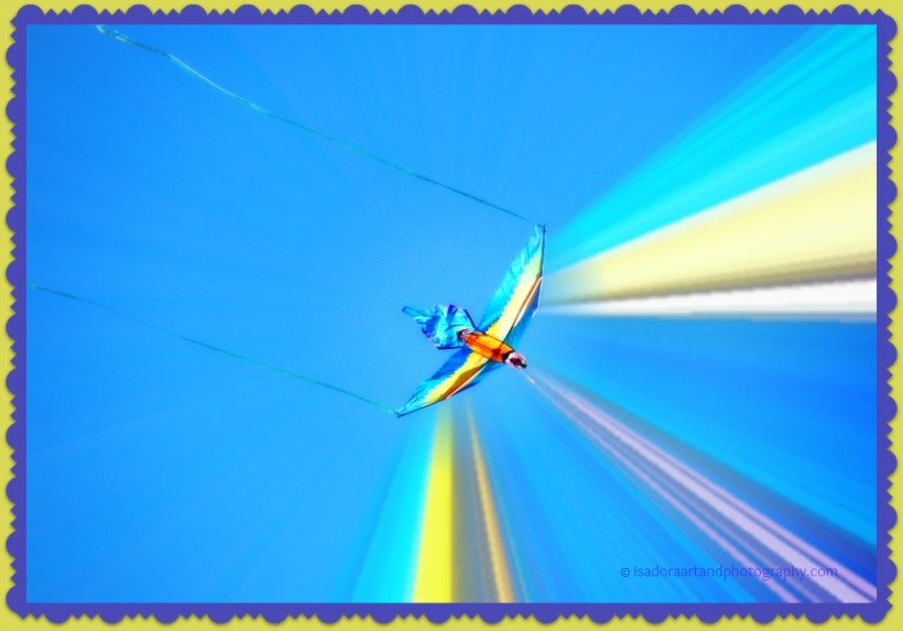 Bird blue kite C.web