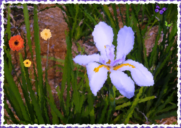 Flower-Purple-760A.web