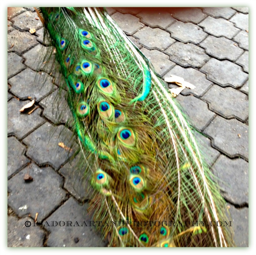Bird Peacock 3.web