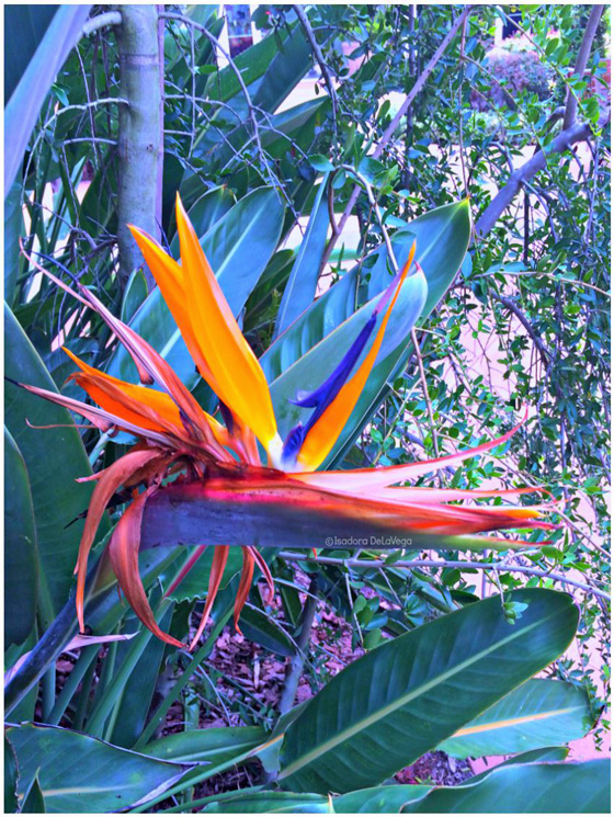 Flower-Bird-of-Paradise-B.web