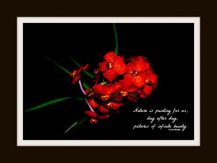 Flower Red Crimson frame 1.web