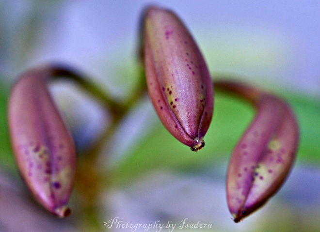 orchids buds 660S 3 pink web