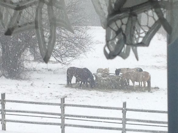 friday-fictioneers-121616-horses-in-snow